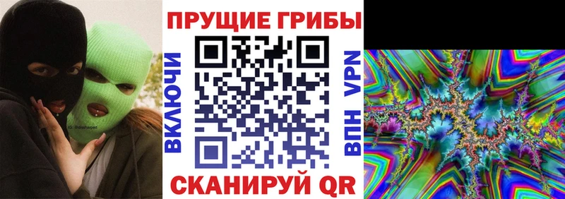 Купить где Кингисепп Псилоцибиновые грибы GOLDEN TEACHER